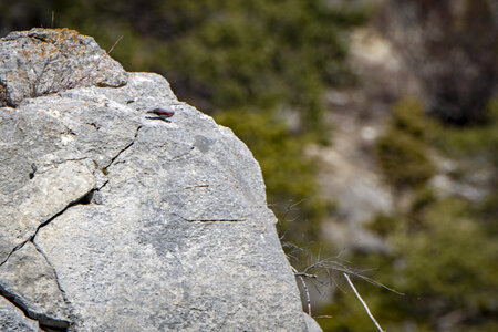 15-01-24_mouflons, _MG_7305