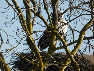 Oiseaux_2024, P1000073