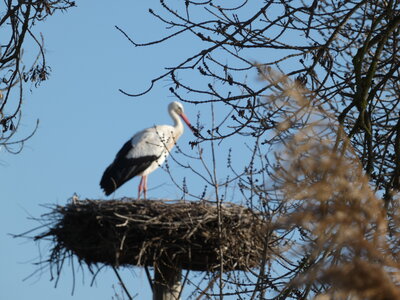 Oiseaux_2024, P1000074