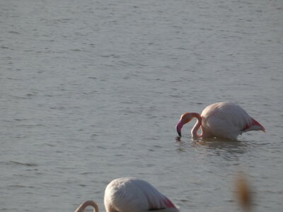 Oiseaux_2024, P1000075