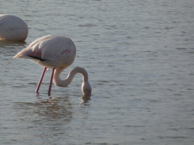 Oiseaux_2024, P1000077