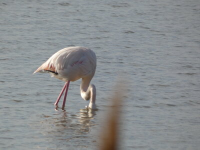 Oiseaux_2024, P1000079