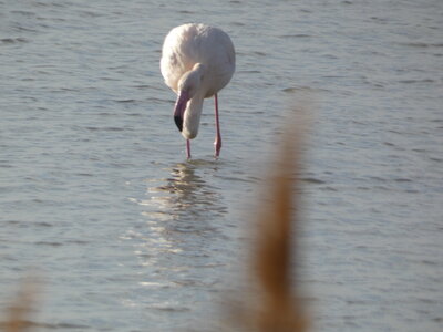 Oiseaux_2024, P1000080