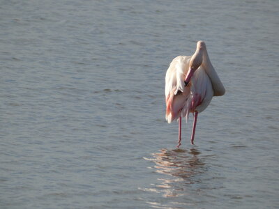 Oiseaux_2024, P1000082