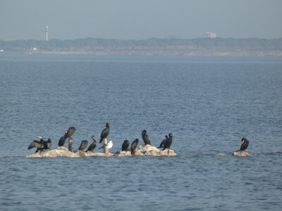 Oiseaux_2024, P1000090