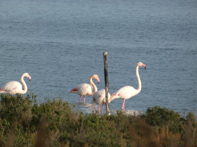 Oiseaux_2024, P1000093