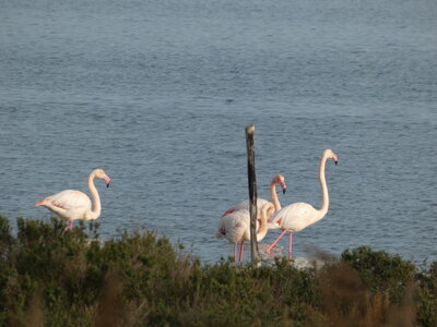 Oiseaux_2024, P1000094