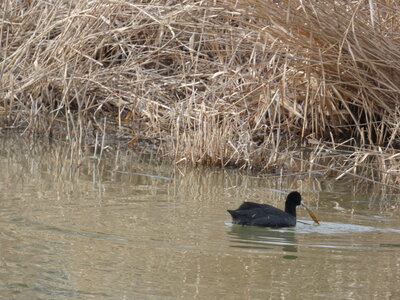 Oiseaux_2024, P1000101