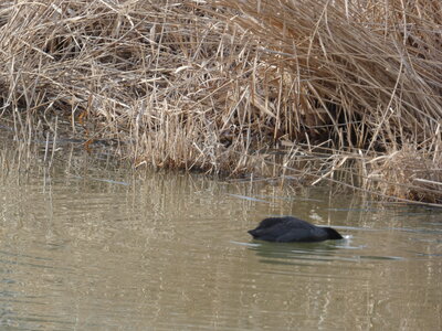 Oiseaux_2024, P1000102