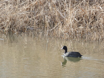 Oiseaux_2024, P1000104