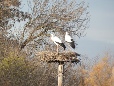 Oiseaux_2024, P1000110
