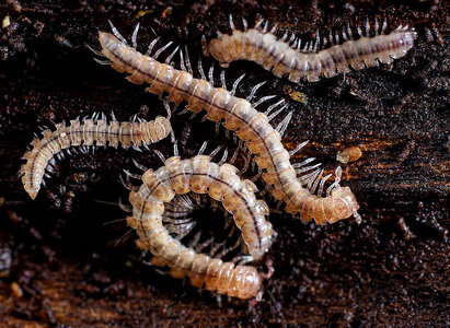 Elément TERRE, Myriapode Polydesmes