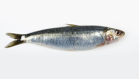 Elément EAU, sardine