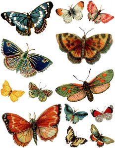 Elément AIR, papillons