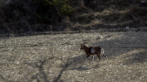31-01-24_Mouflons, _MG_7316