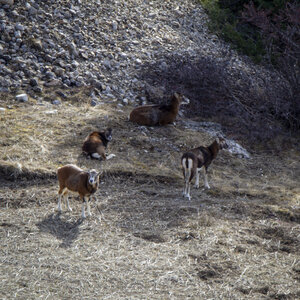 31-01-24_Mouflons, _MG_7319
