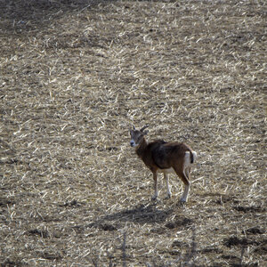 31-01-24_Mouflons, _MG_7324