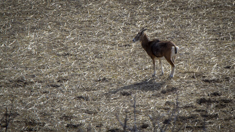 31-01-24_Mouflons, _MG_7326
