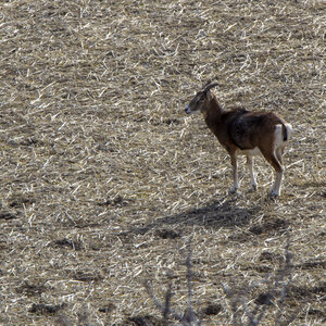 31-01-24_Mouflons, _MG_7327