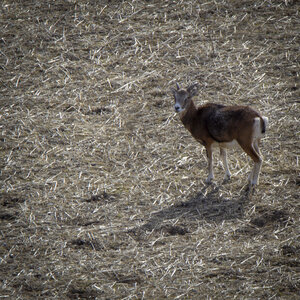 31-01-24_Mouflons, _MG_7328