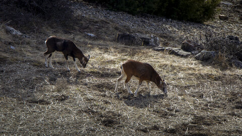 31-01-24_Mouflons, _MG_7330