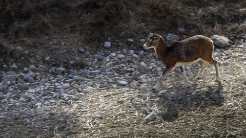 31-01-24_Mouflons, _MG_7347