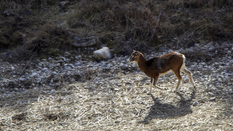 31-01-24_Mouflons, _MG_7350