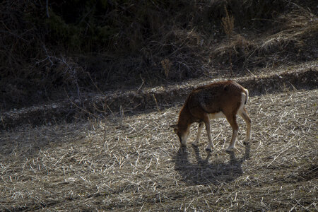 31-01-24_Mouflons, _MG_7358