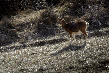 31-01-24_Mouflons, _MG_7361