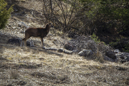 31-01-24_Mouflons, _MG_7368
