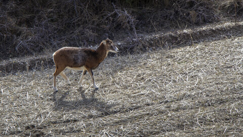 31-01-24_Mouflons, _MG_7375