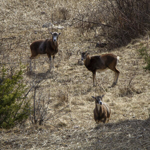 31-01-24_Mouflons, _MG_7390