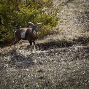 31-01-24_Mouflons, _MG_7405