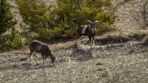 31-01-24_Mouflons, _MG_7411