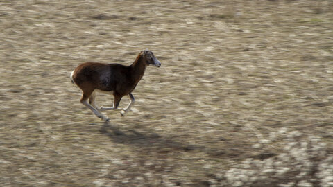 31-01-24_Mouflons, _MG_7427