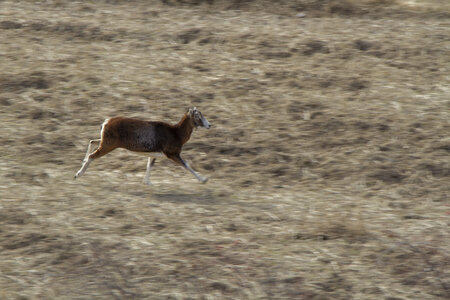 31-01-24_Mouflons, _MG_7430