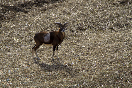 31-01-24_Mouflons, _MG_7433