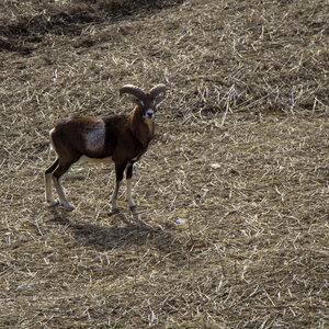 31-01-24_Mouflons, _MG_7435