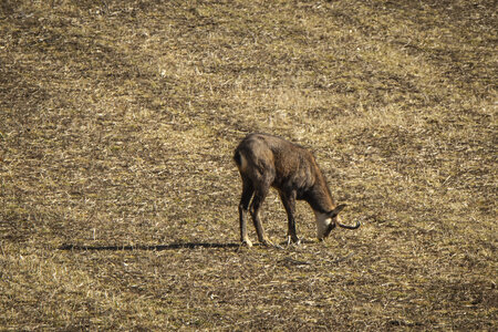 31-01-24_Mouflons, _MG_7475-2