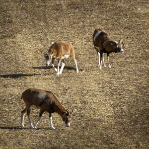 31-01-24_Mouflons, _MG_7482