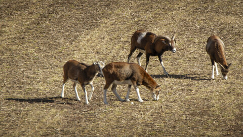 31-01-24_Mouflons, _MG_7488
