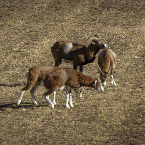 31-01-24_Mouflons, _MG_7490