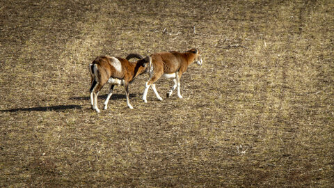 31-01-24_Mouflons, _MG_7493