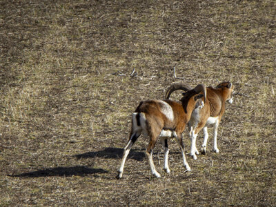 31-01-24_Mouflons, _MG_7496