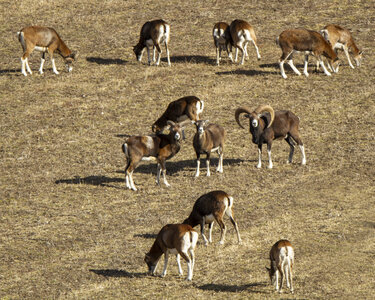 31-01-24_Mouflons, _MG_7508