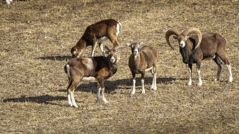 31-01-24_Mouflons, _MG_7514-Modifier