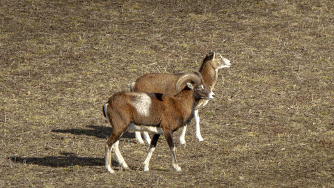 31-01-24_Mouflons, _MG_7521