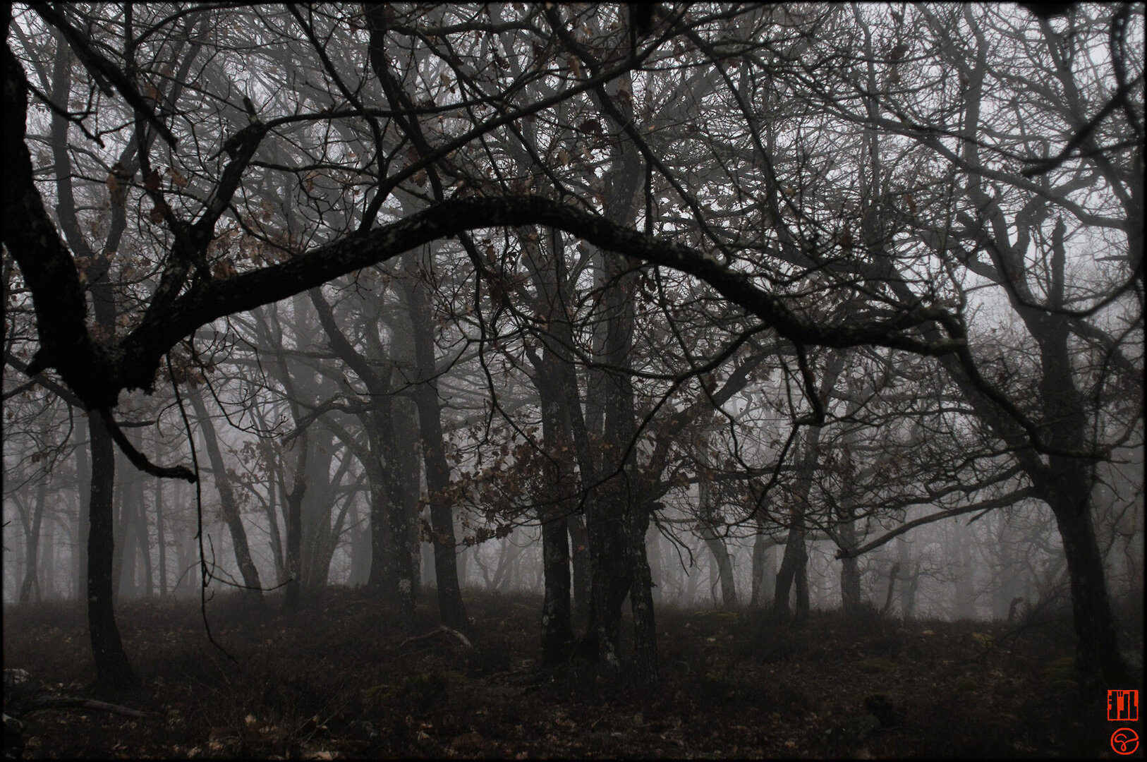 Format horizontal
Couleur, monochrome de gris et noir, vague idée de vert et roux sur le sol. Dans une atmosphère très brumeuse et sombre, les troncs noirs enchevêtrés d'une forêt de chênes et châtaigniers dénudés. Une branche tordue très noire signe un trait sinueux dans le tiers supérieur, au premier plan. La visibilité diminue à mesure de l'éloignement de l'objectif, jusqu'à ne laisser visible qu'un voile gris clair opaque dans un lointain proche. Au sol un fouillis de feuilles mortes et brindilles.