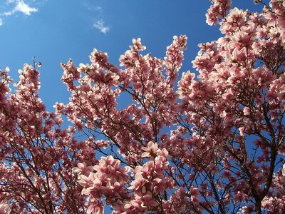 blogpix2, magnolia and sky
