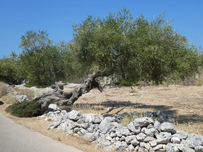 Ioniennes-2017, 948_Volimes_03